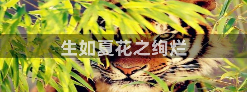 星辰影院免费在线观看