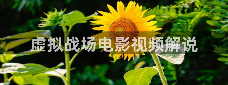 玫瑰的故事40集免费观看星辰影视