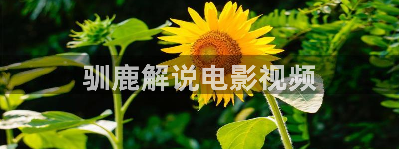 浮图缘电视剧星辰影视